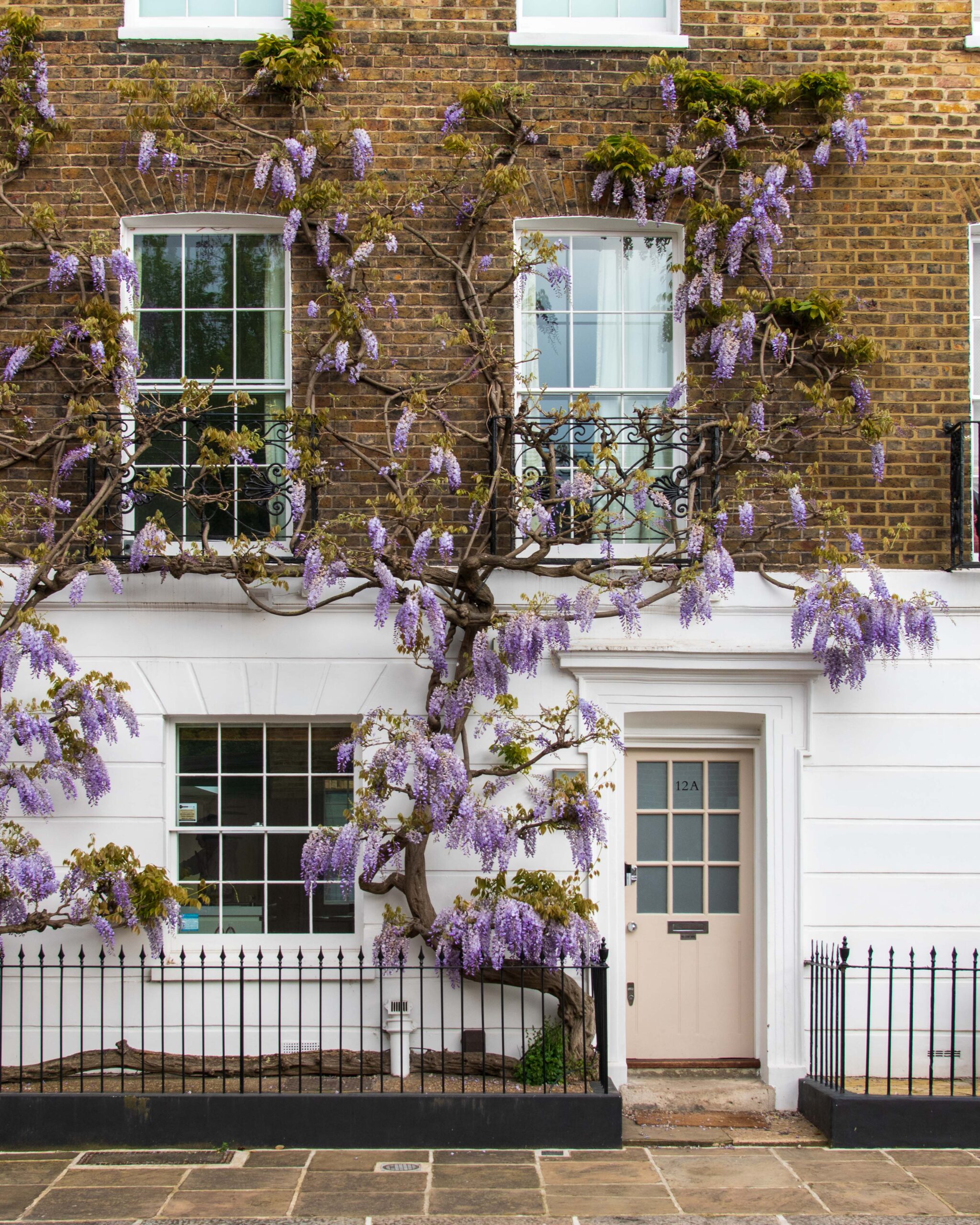 Wisteria on a period house